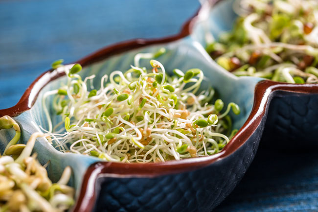 Red Clover Sprouts: A Natural Ally for Women in Menopause